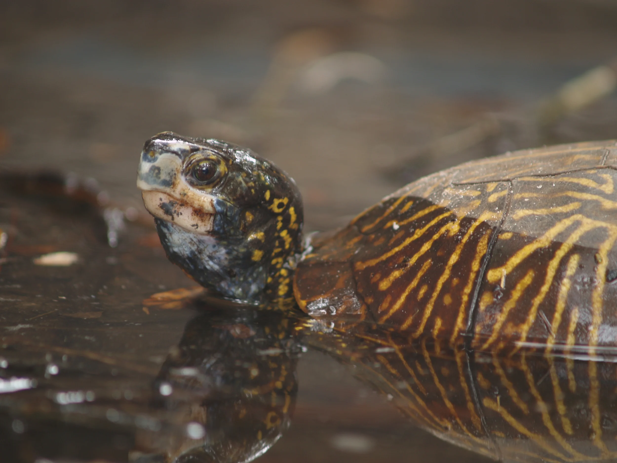 Florida Box Turtle