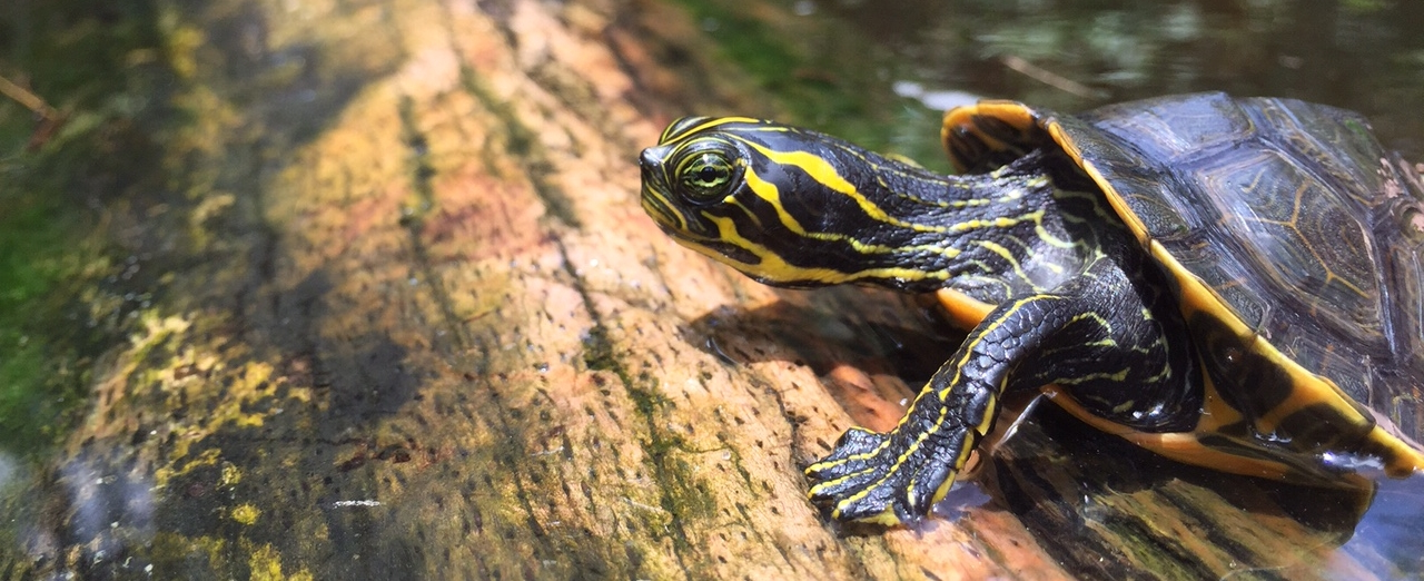 Juvenile Suwannee cooter found during a survey of the Alafia River. Photograph by Timothy J. Walsh.