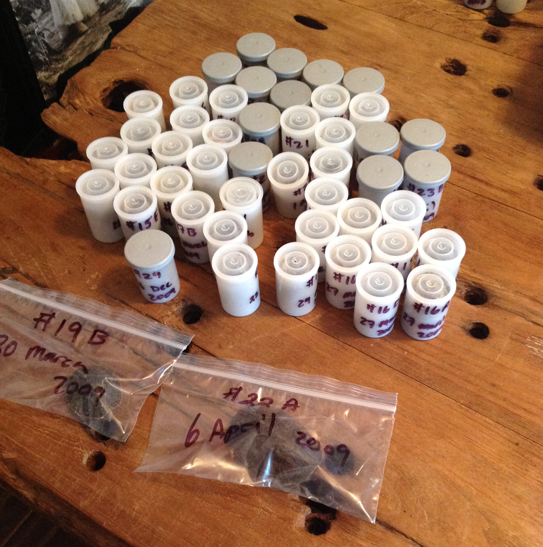 Pellets from Barred Owls packaged for later examination, along with turtle remains found near a nest. Photograph by Timothy J. Walsh.