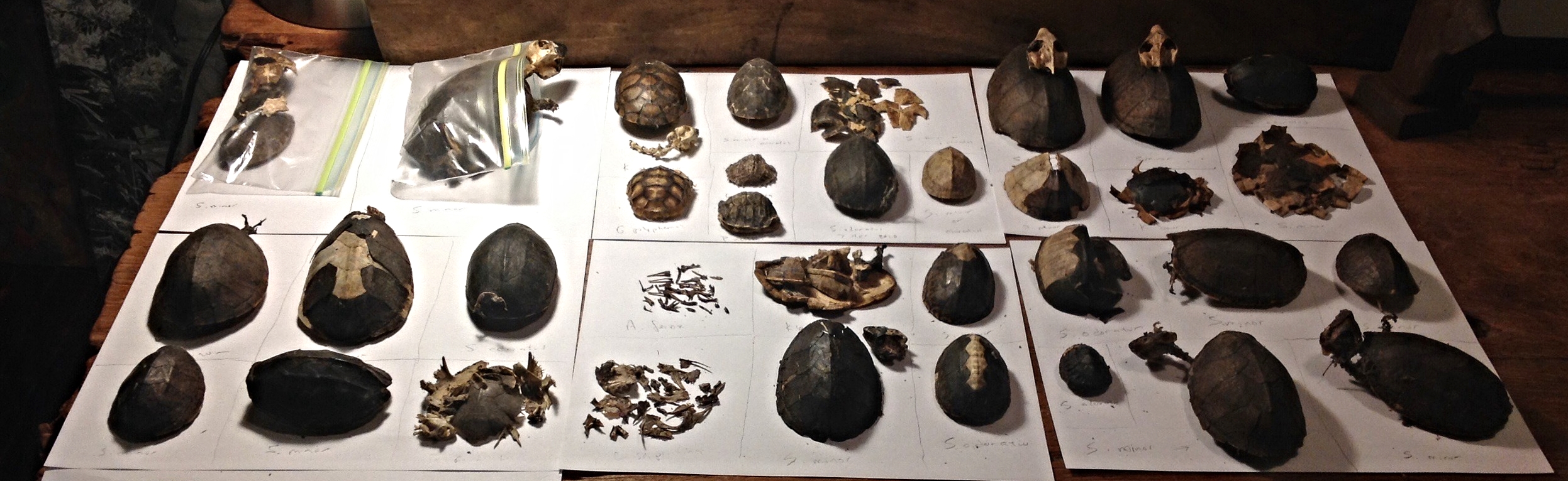 Remains of ten turtle species found under a Red-shouldered Hawk nest in central Florida. Photograph by Timothy J. Walsh.
