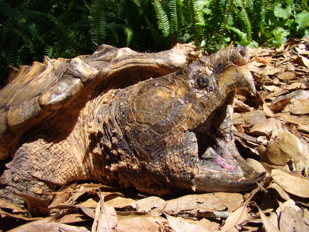 Alligator Snapping Turtle