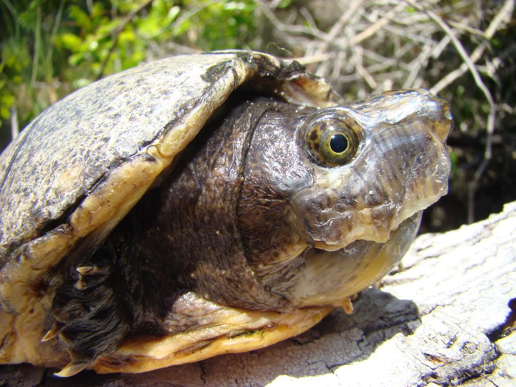 Loggerhead Musk Turtle