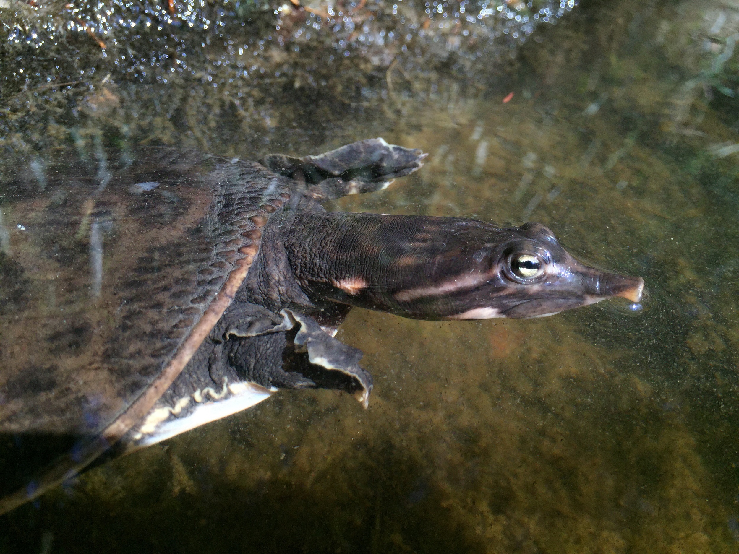 Florida Softshell Turtle