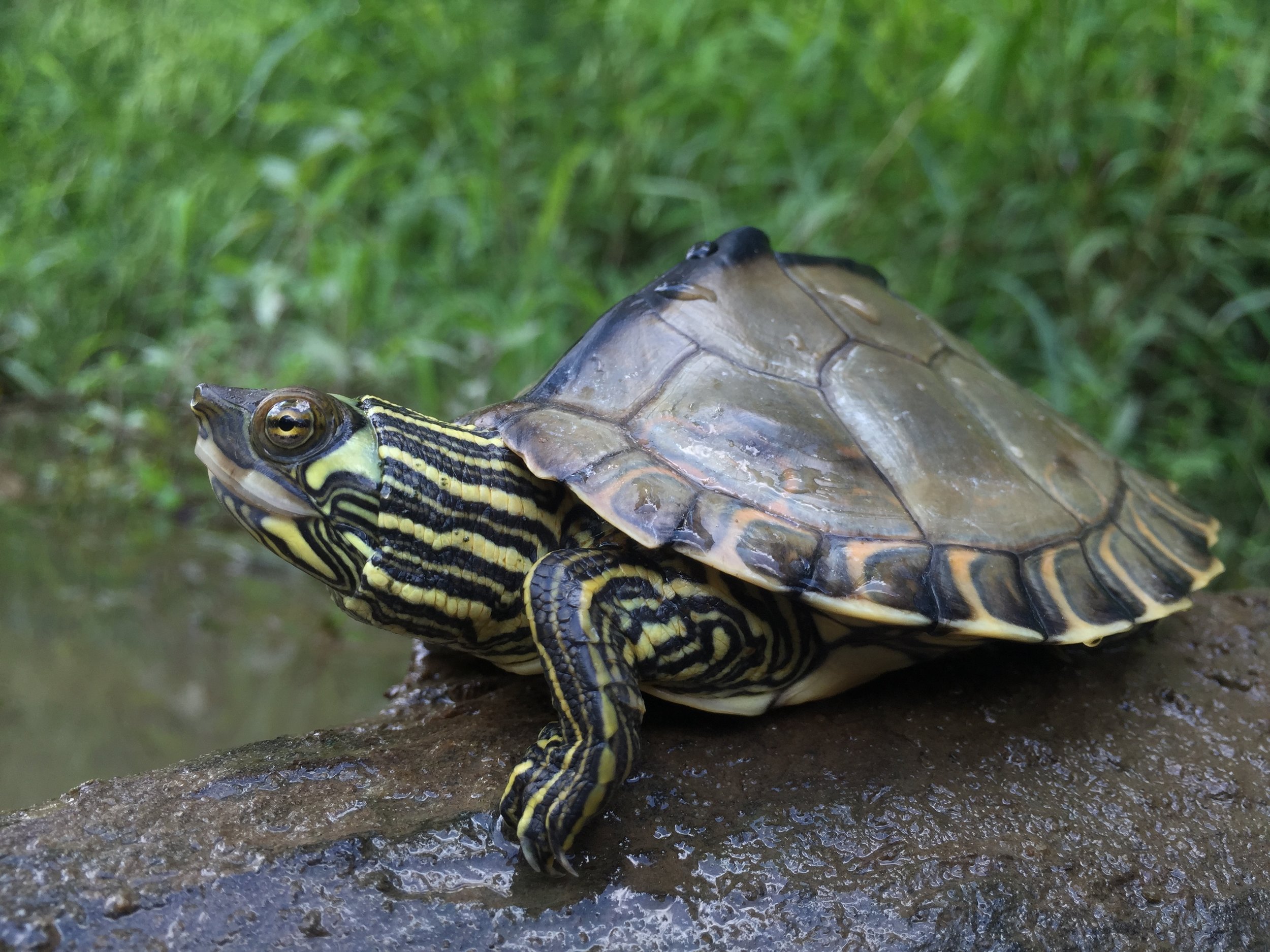Pearl River map turtle (Graptemys pearlensis). Photograph by Timothy J. Walsh