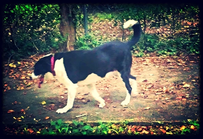 That's Oreo, she's one of my rescues. 