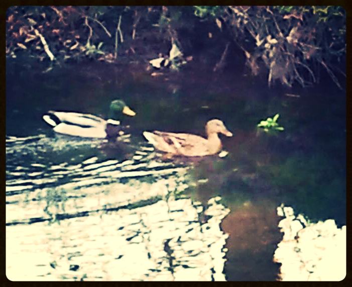 A pair of Mallards on the move down Burnt Mill Creek.