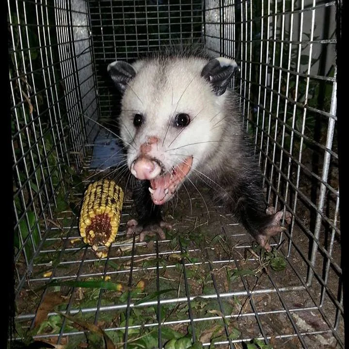 Angry Possum who ended up in my live animal trap.