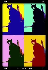 Possum Cat in Warhol. I take many pics of your pets and mine!