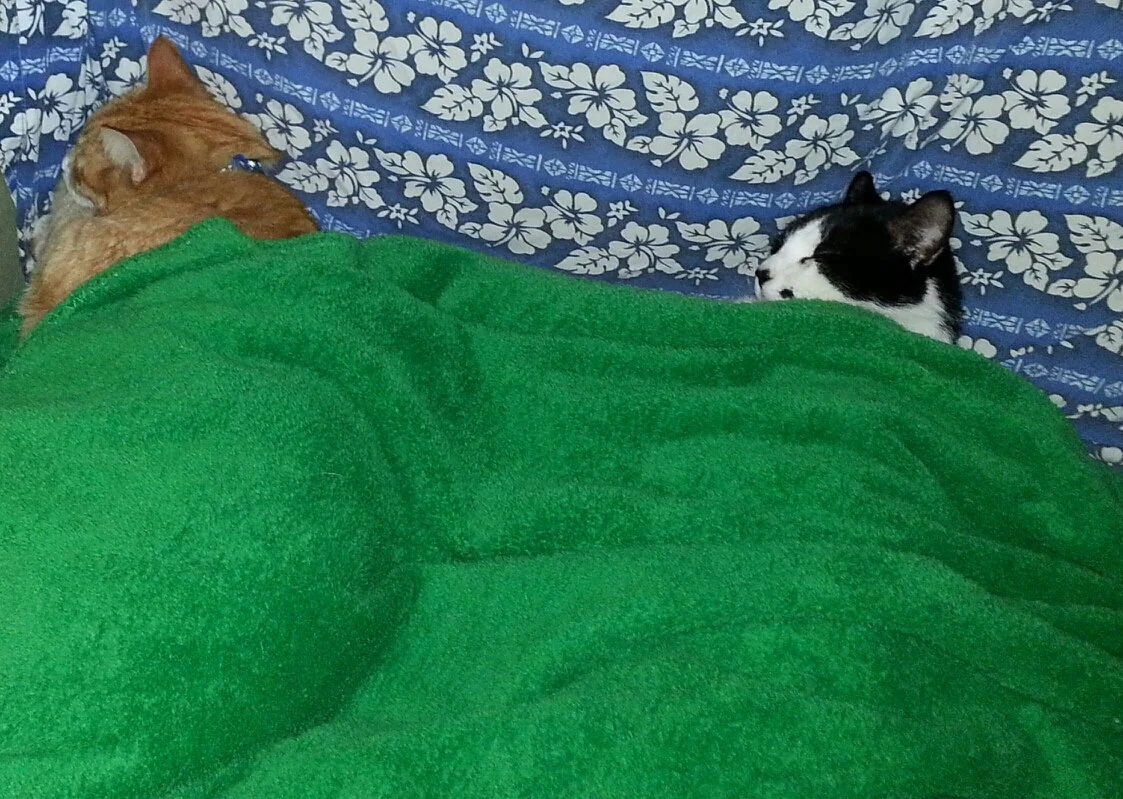 tucked in.jpg