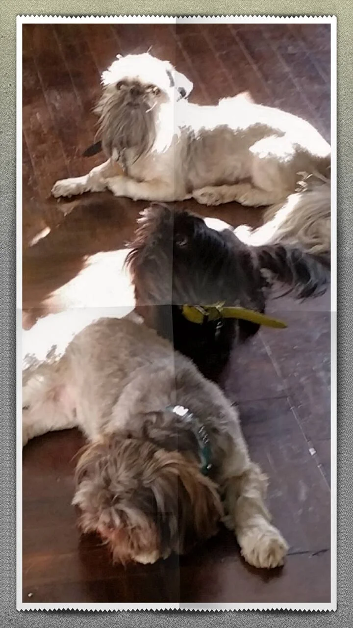 Pups in the Sun