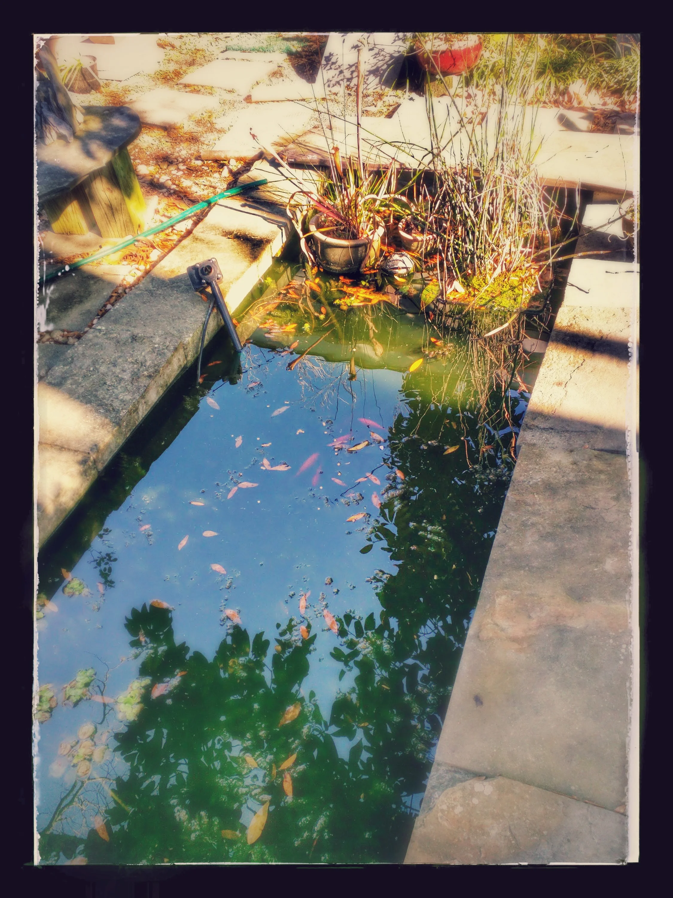 Pond Life