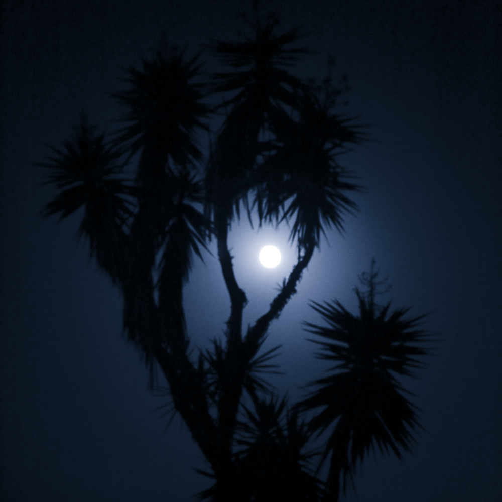 mojitosbythemoon1.jpg
