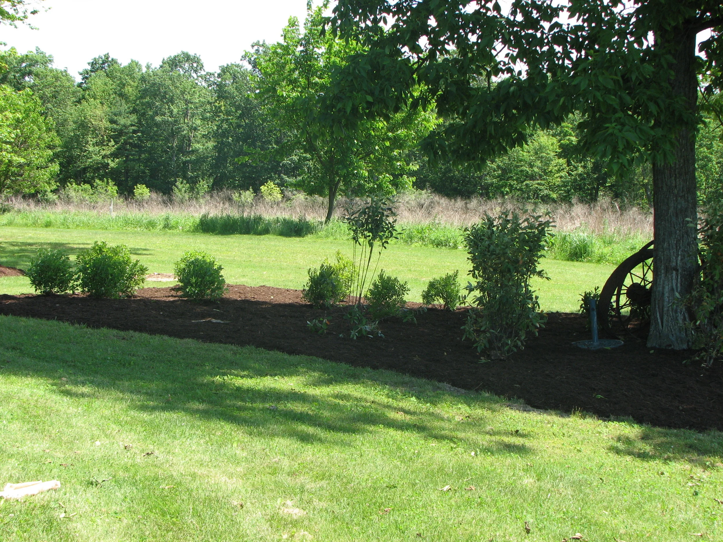 open trees after.JPG