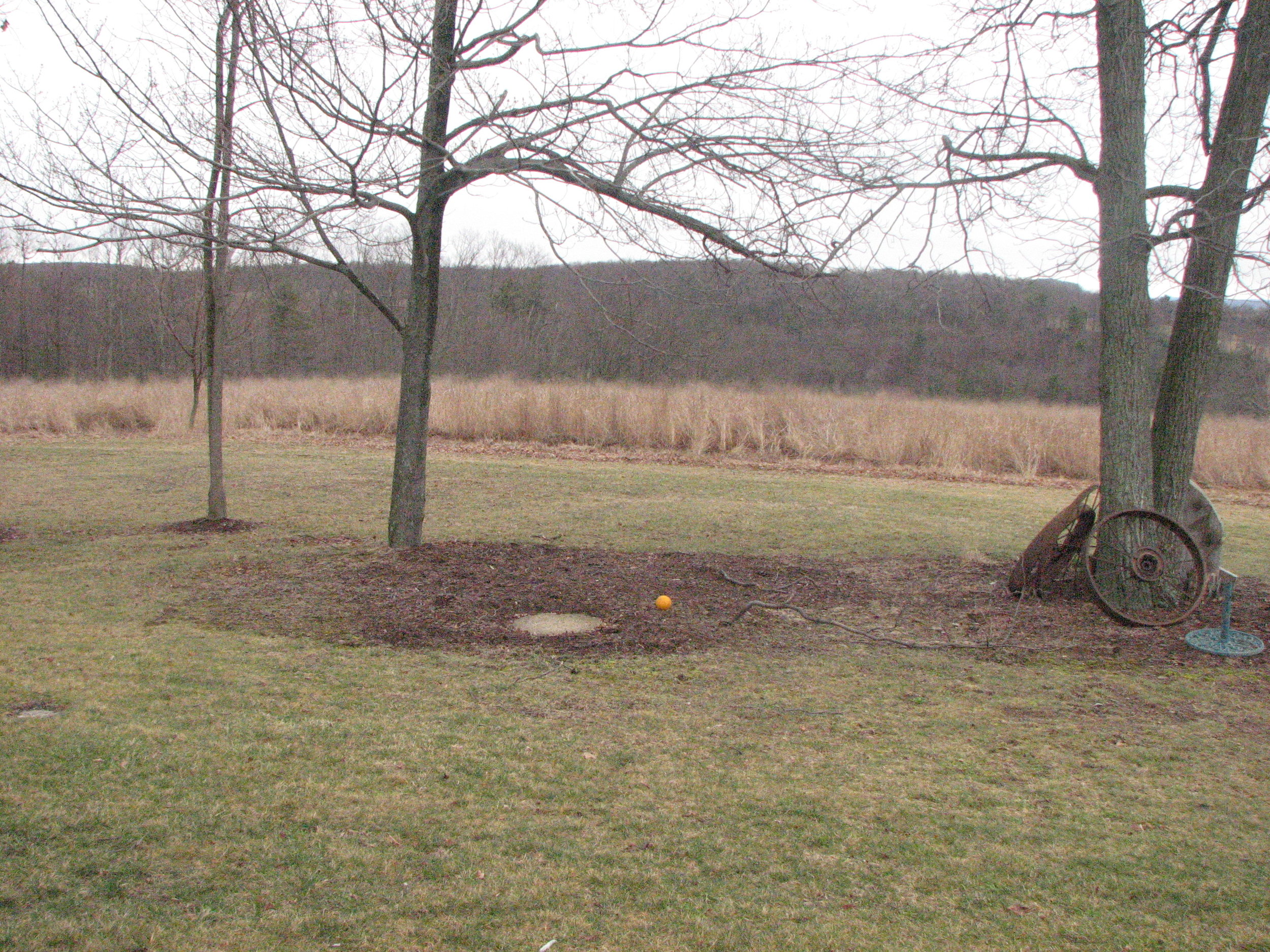 open trees before.JPG