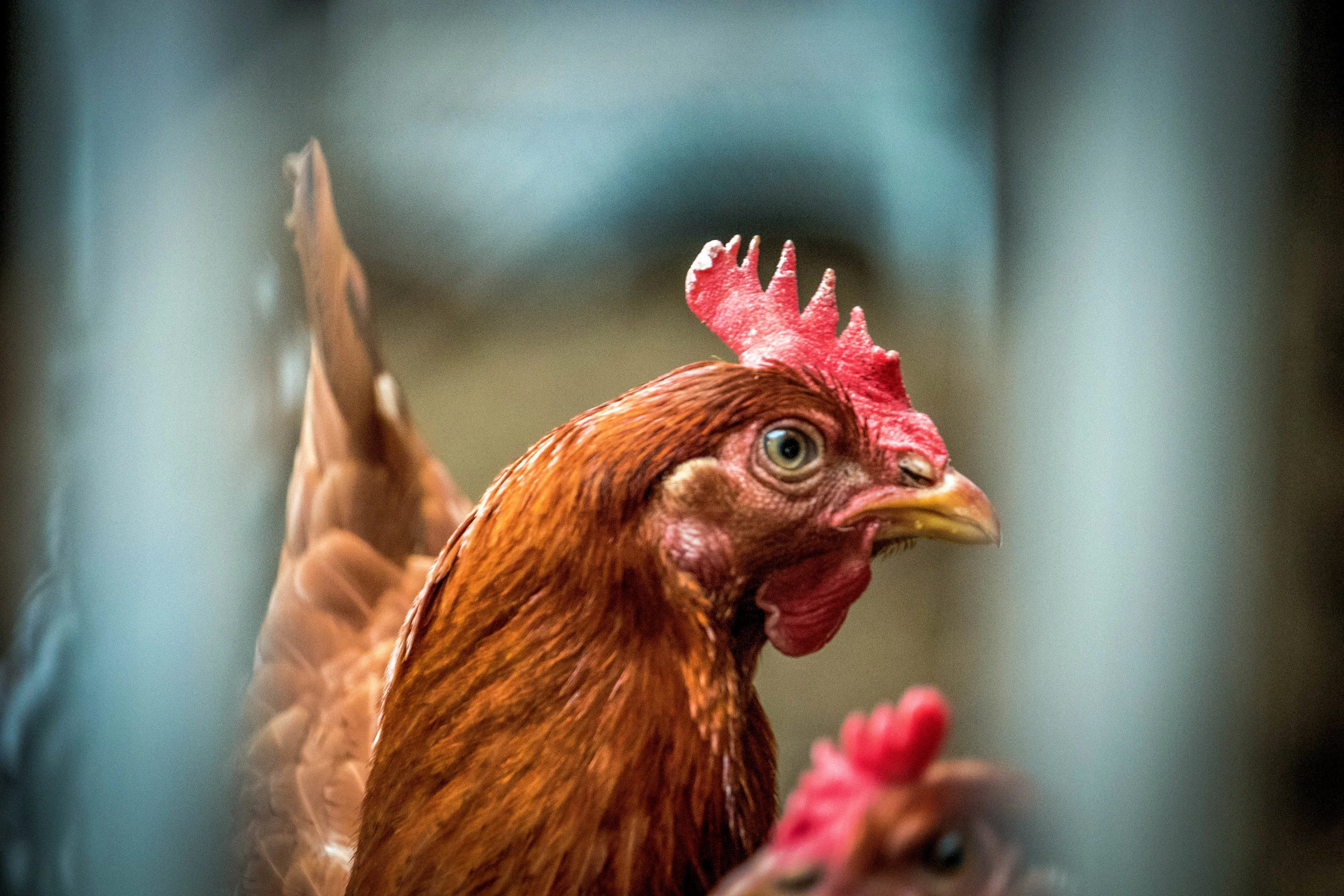 Chickens-3.jpg