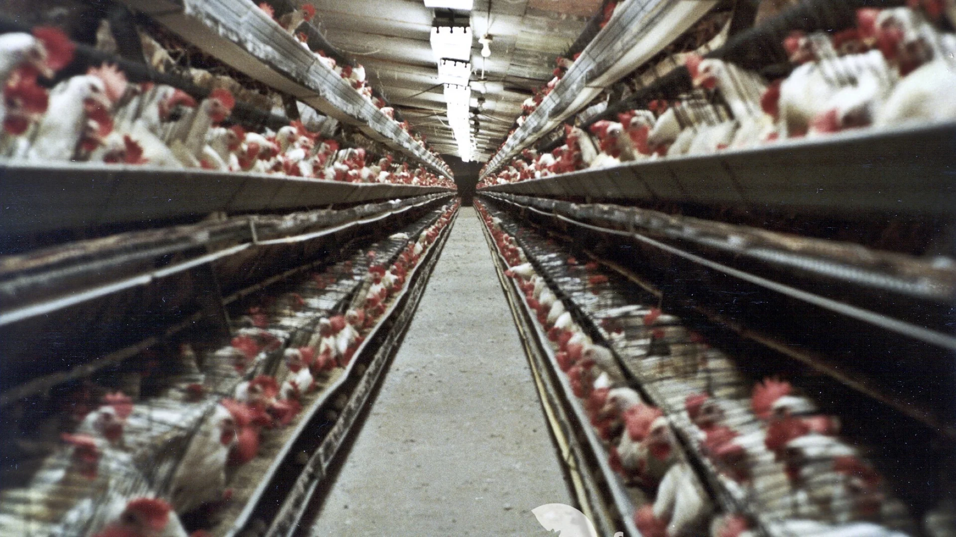 CAFOChicken.jpg