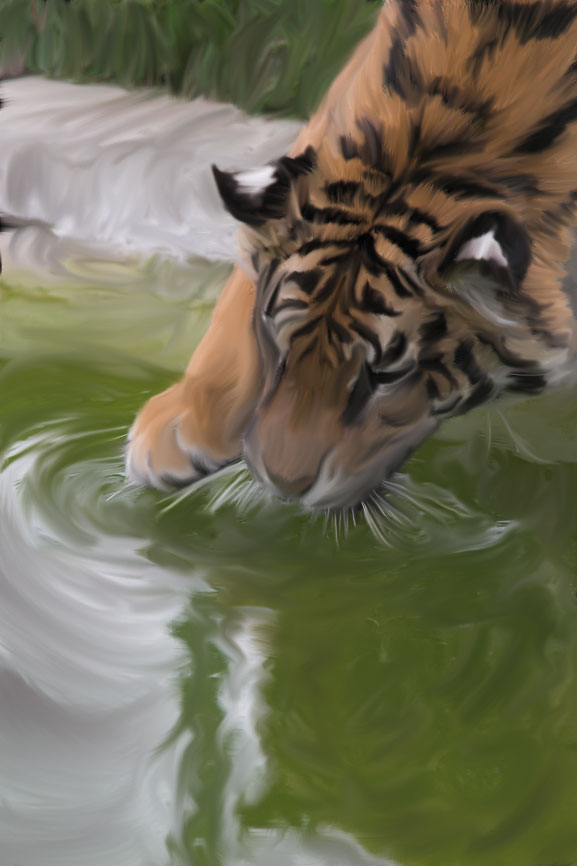 Tiger Pond