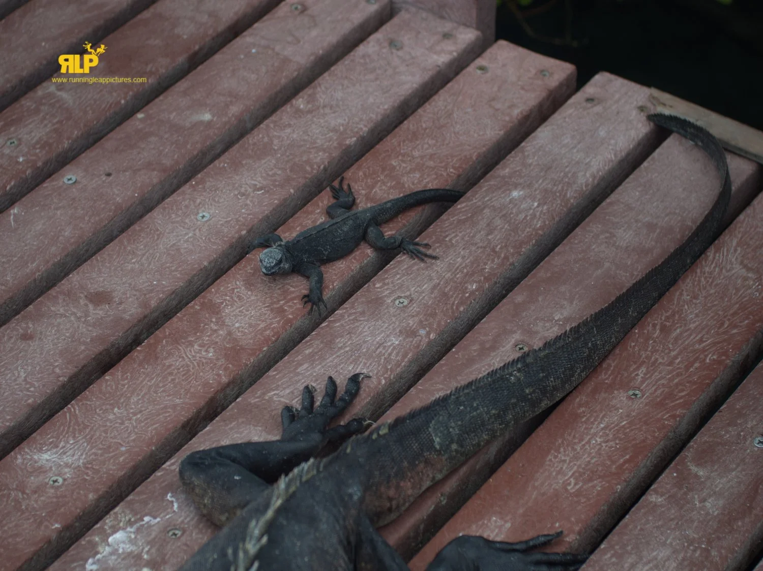 GALAPAGOS RLP 2.jpg