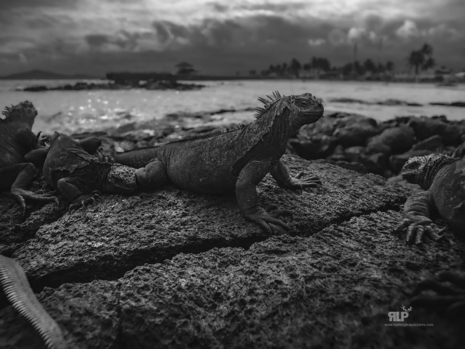 GALAPAGOS RLP 9.jpg