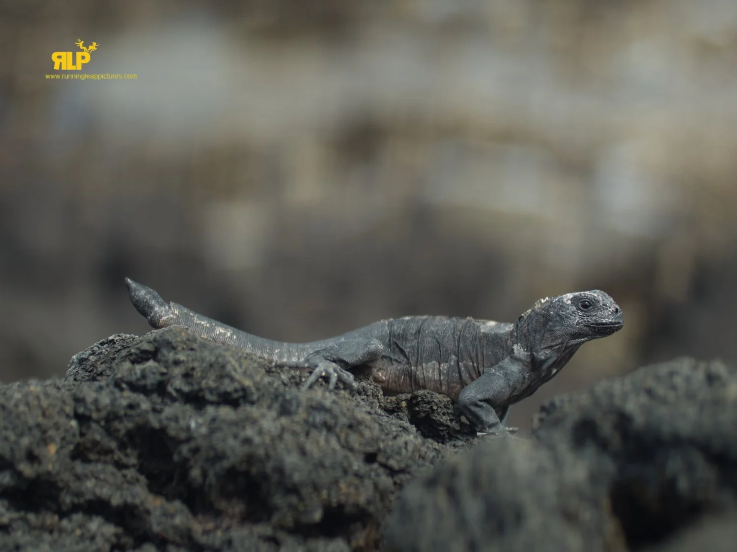 GALAPAGOS RLP 11.jpg