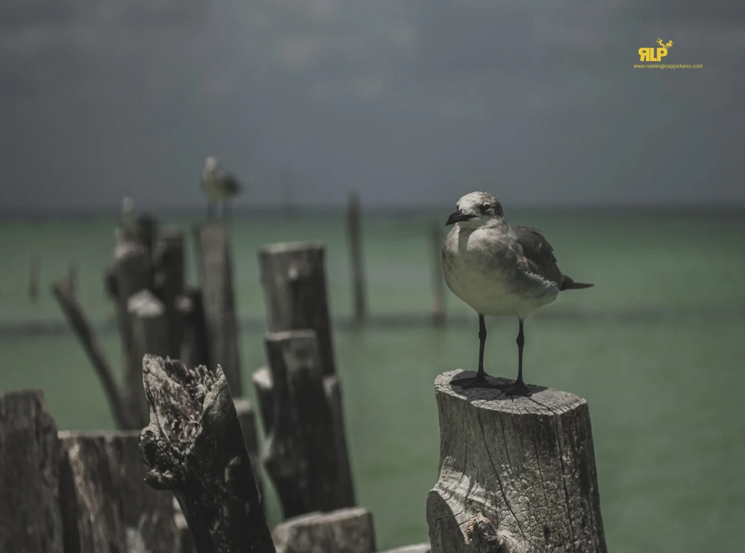 HOLBOX RLP 5.jpg