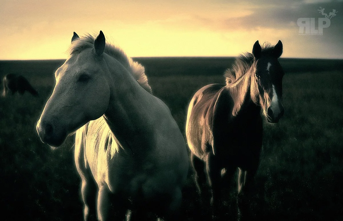 HORSES RLP 1.jpg