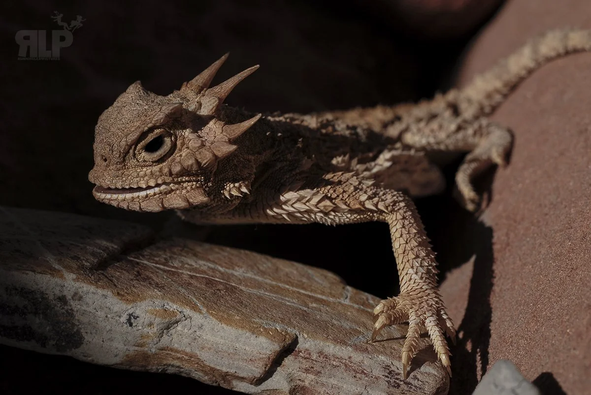 HORNED LIZARD RLP 1.jpg