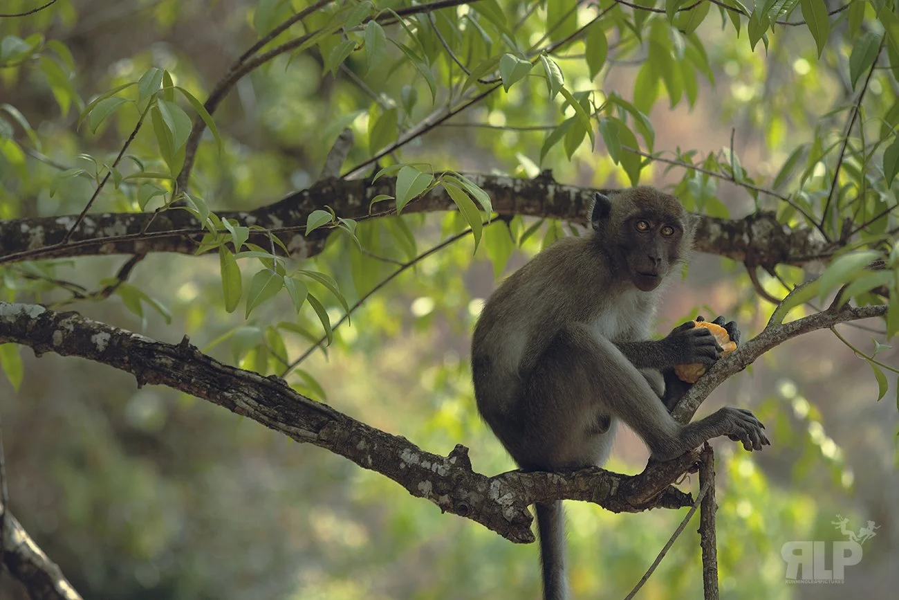 MONKEY RLP 1.jpg