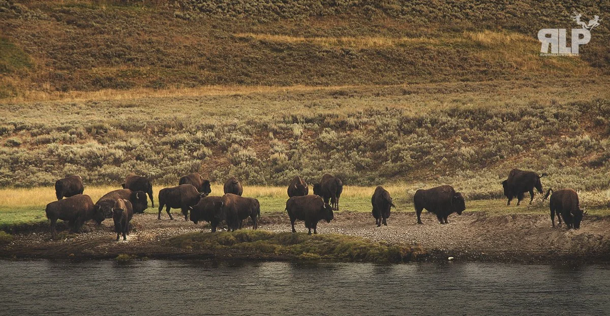 BUFFALO RLP 1.jpg