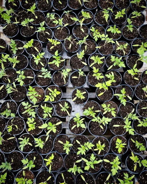 7965854C-A720-4CA5-A1CE-38E26BC87B8E.jpeg