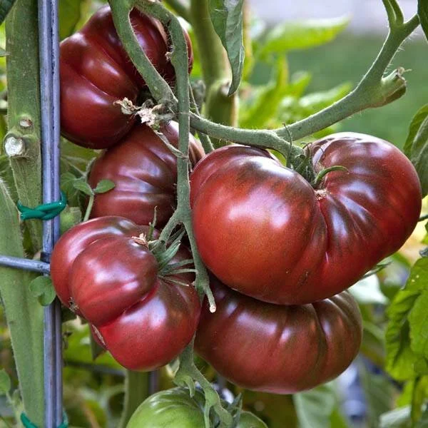 tomato-black-krim.jpg