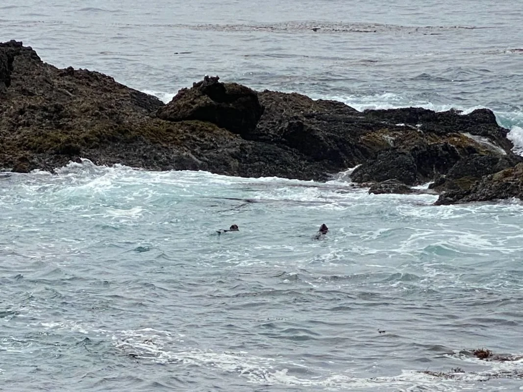 f518e185-dbb9-9bb7-9efc-403d1bac9a73 (1).jpg