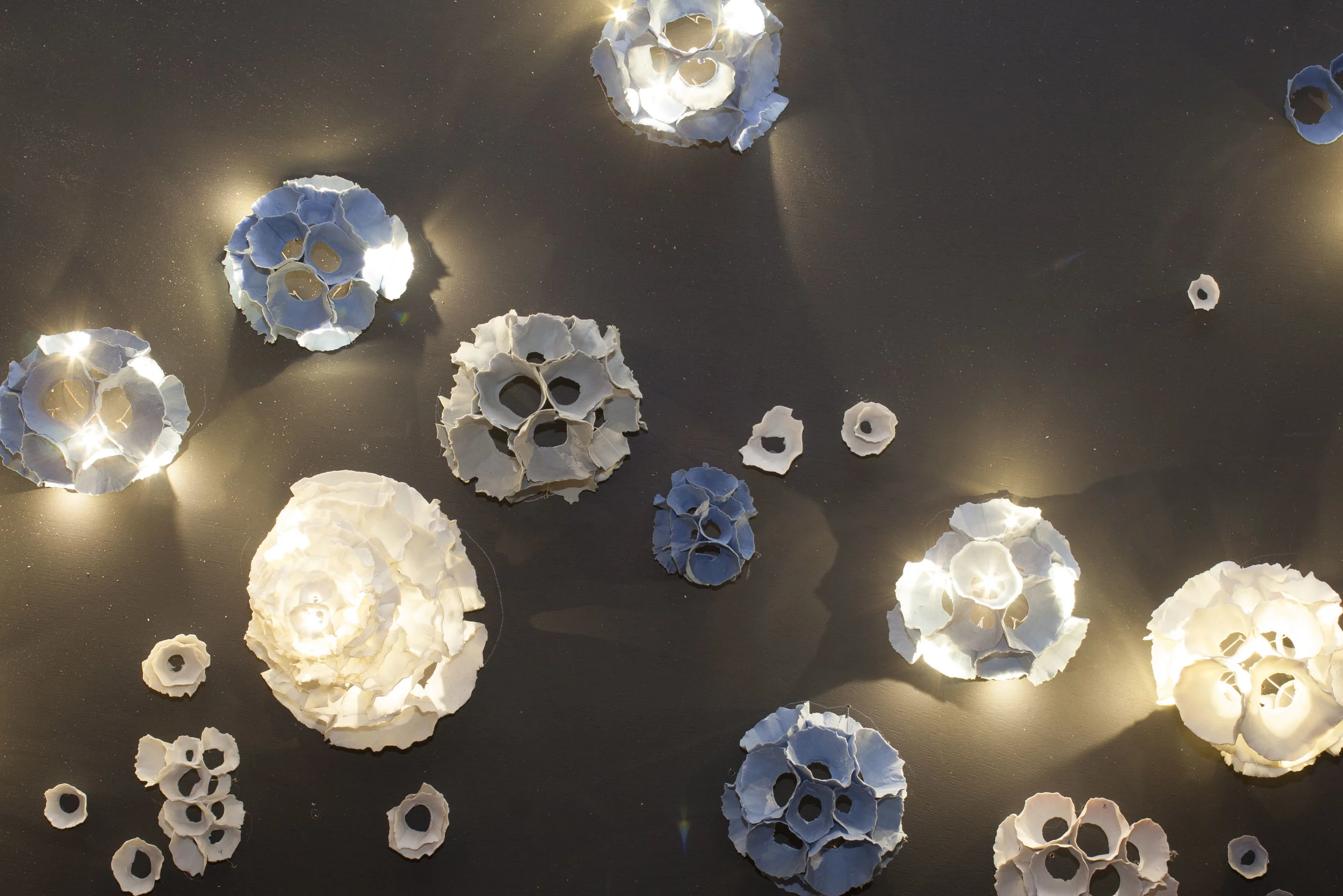 Coral wall lights