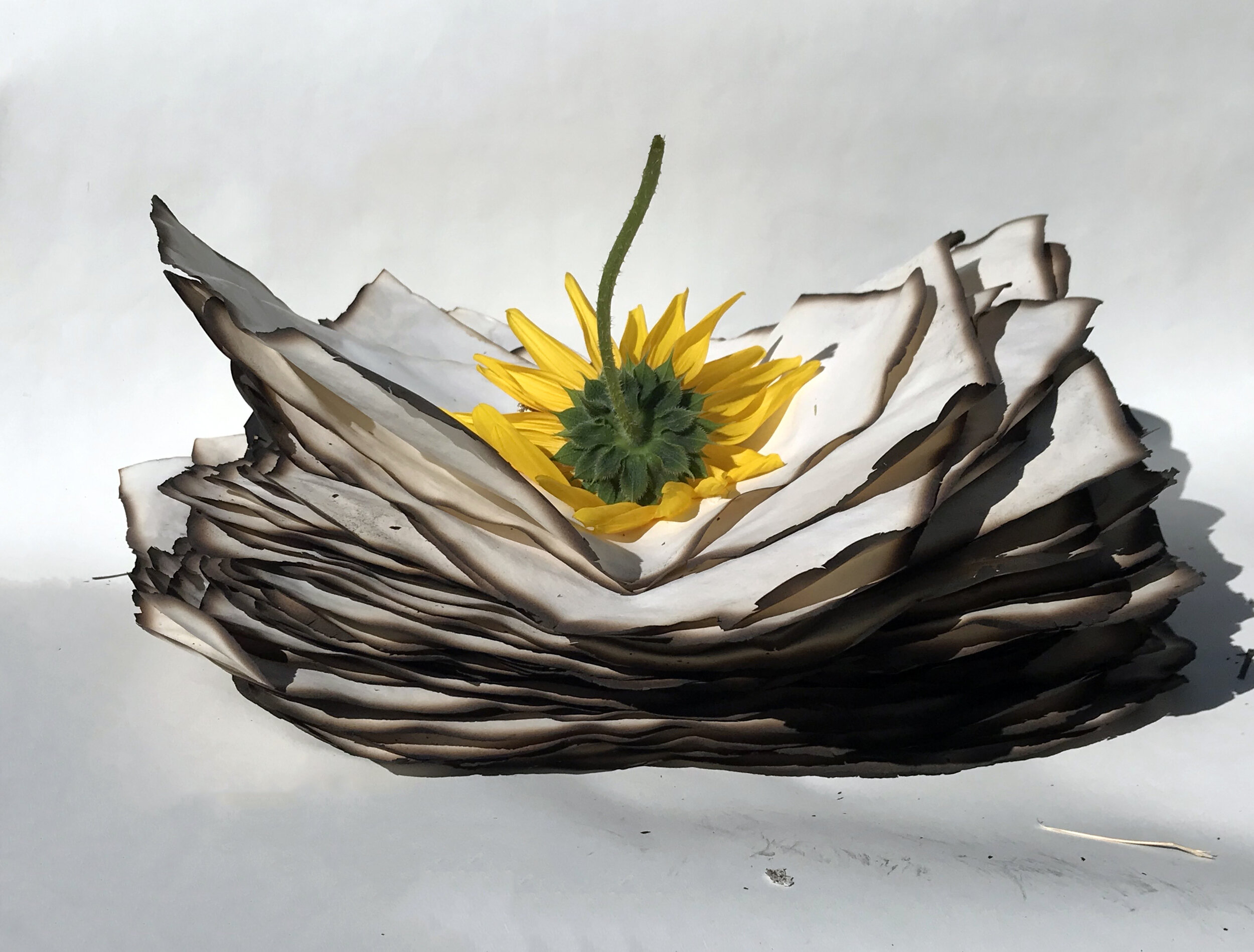 Burnt paper and sun flower
