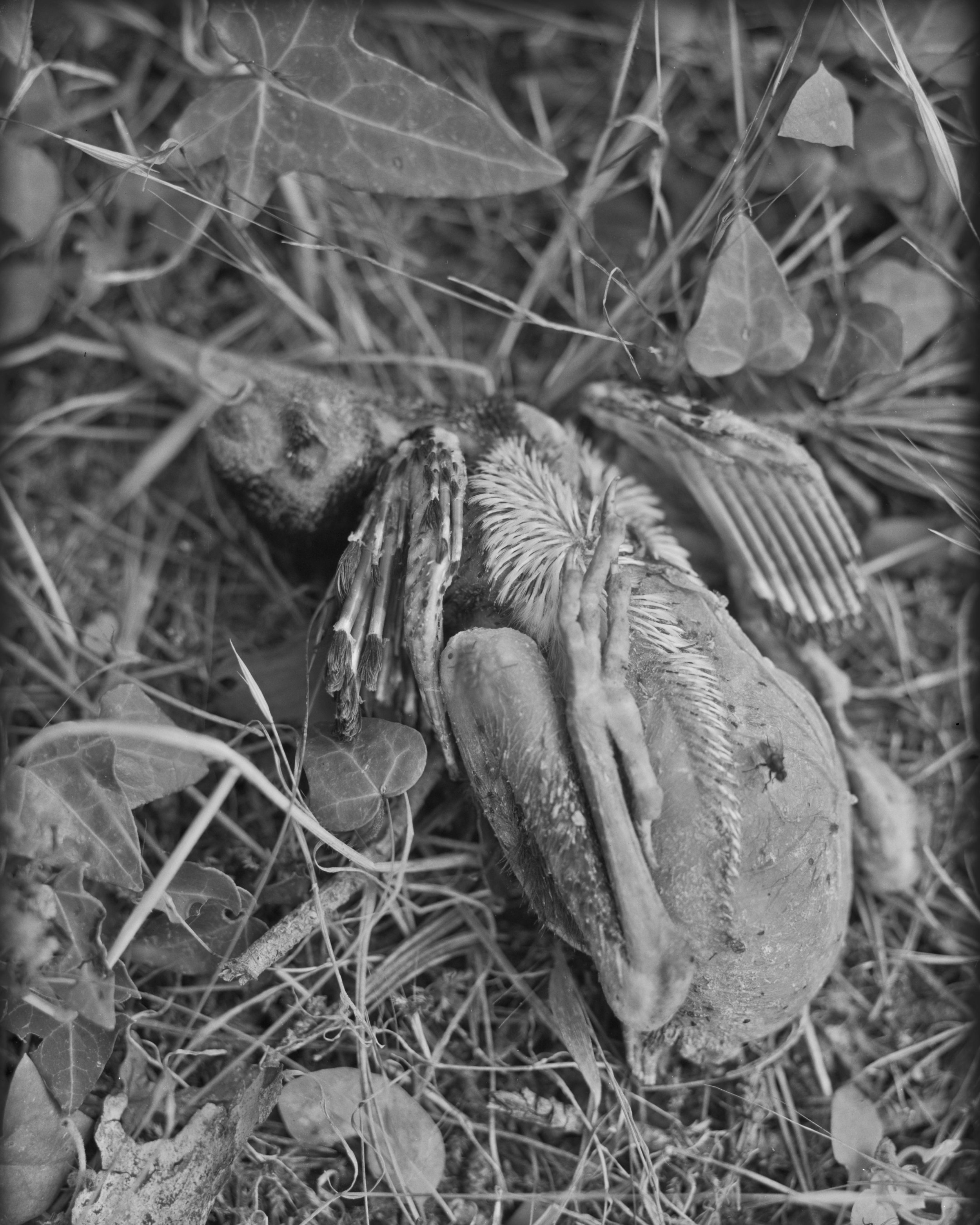 lydiasee-colpodarialydiasee_090814-deadbird1-2014-4x5_summer022.JPG