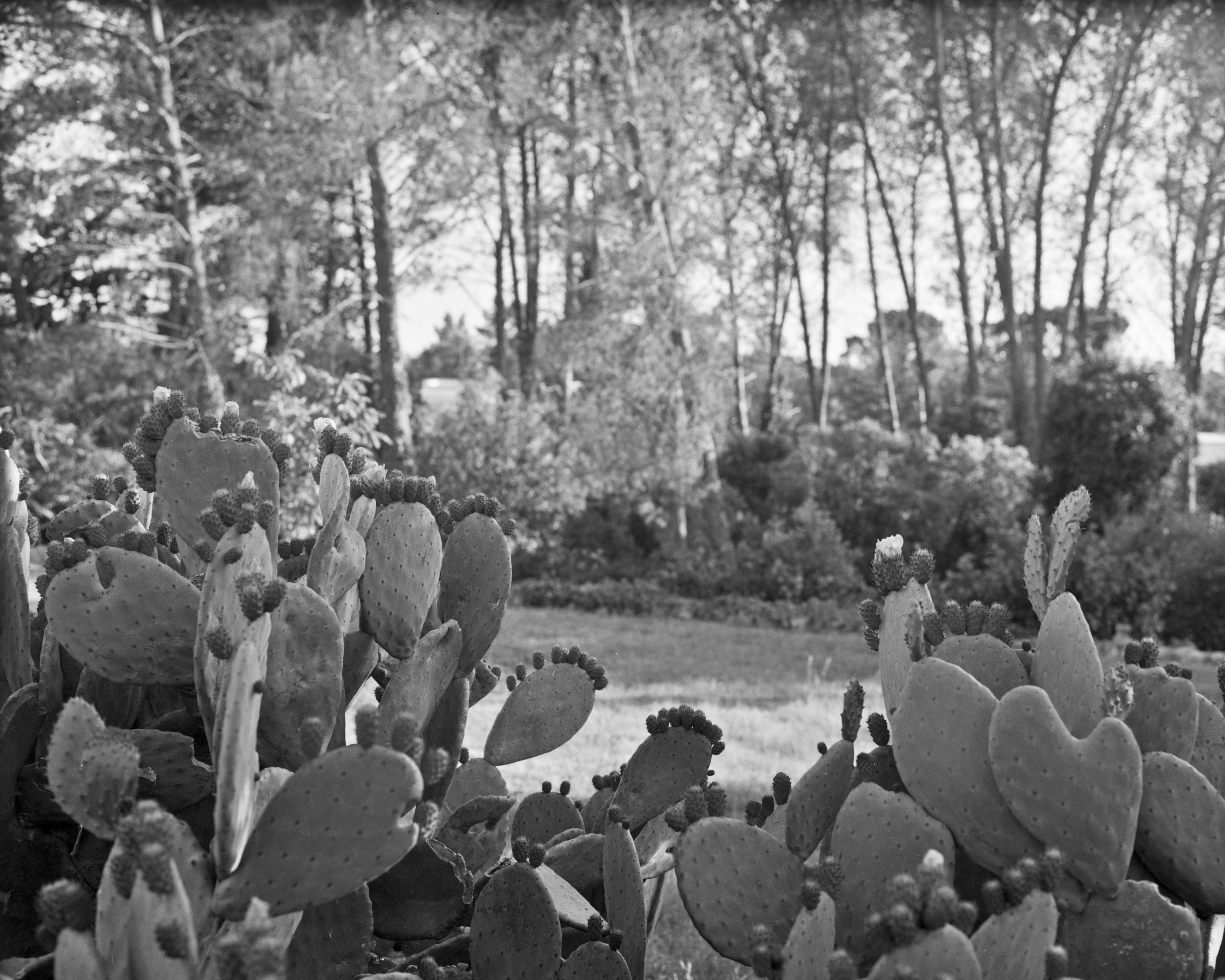 lydiasee-colpodarialydiasee_090814-pricklypear-2014-4x5_summer014.JPG