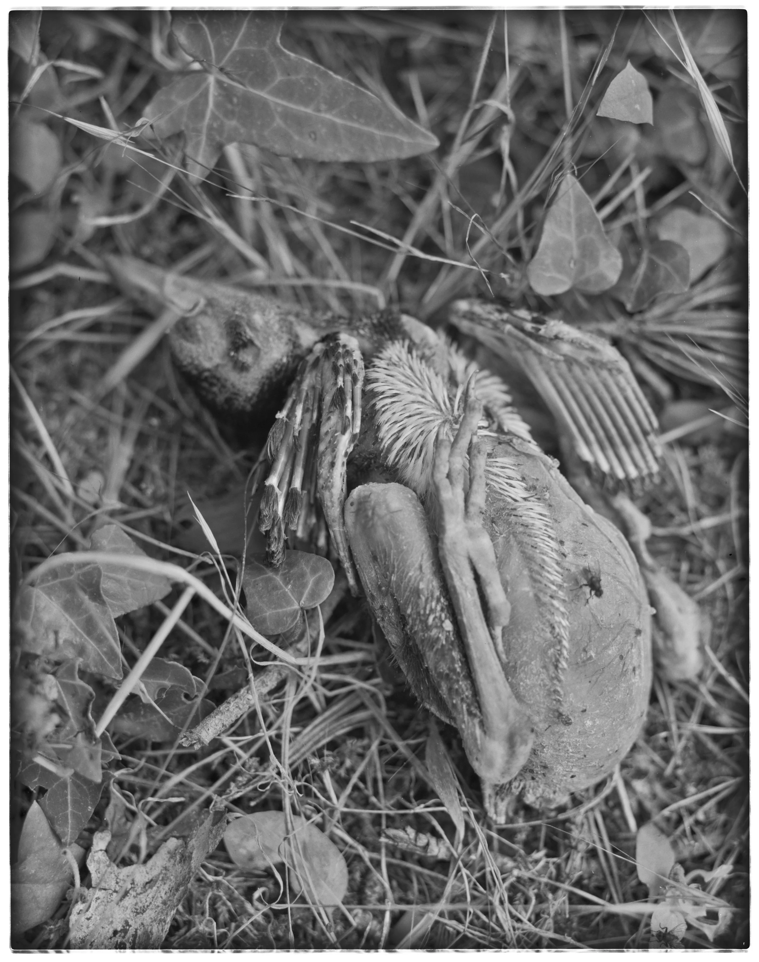 lydiasee_090814-deadbird1-2014-4x5_summer022
