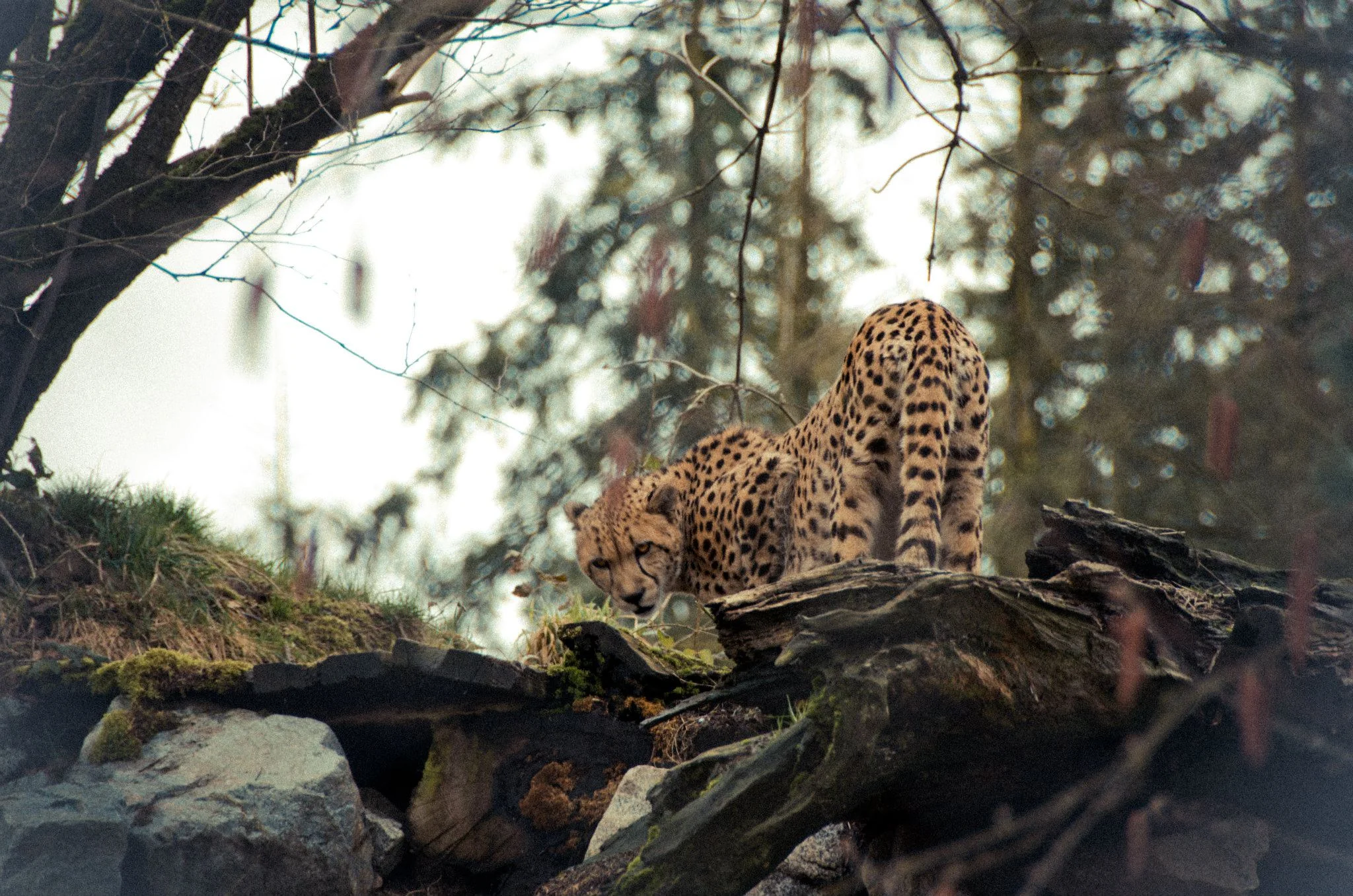 Leopard