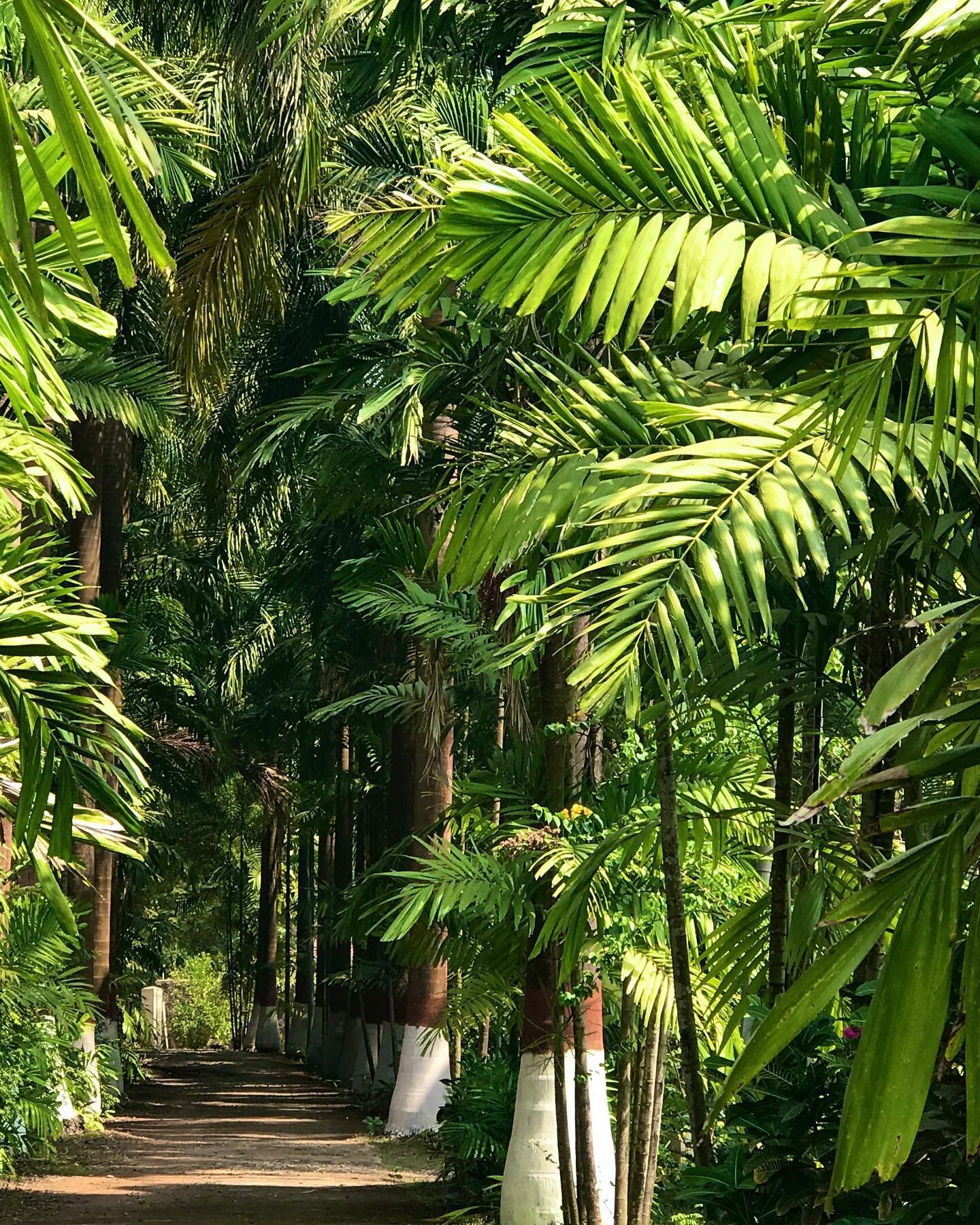 Searching for roads once travelled 🌴

#spicemama #bombaydreaming #indialove #homesick #nostalgia #lonelyplanetindia #passionpassport #home #inthewoods #faraway