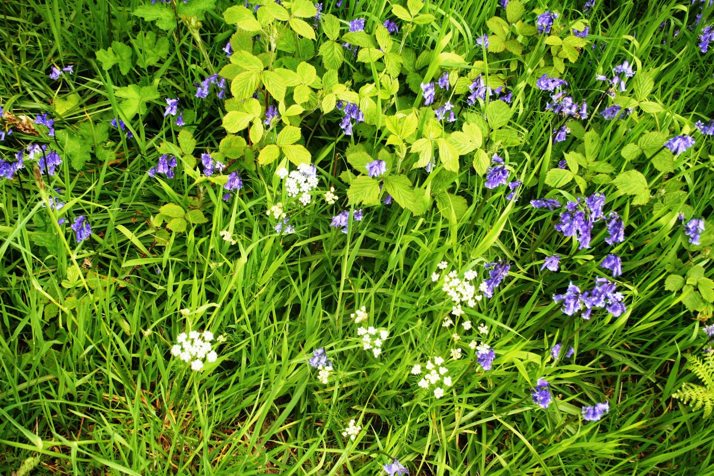bluebell & pignut100615.JPG
