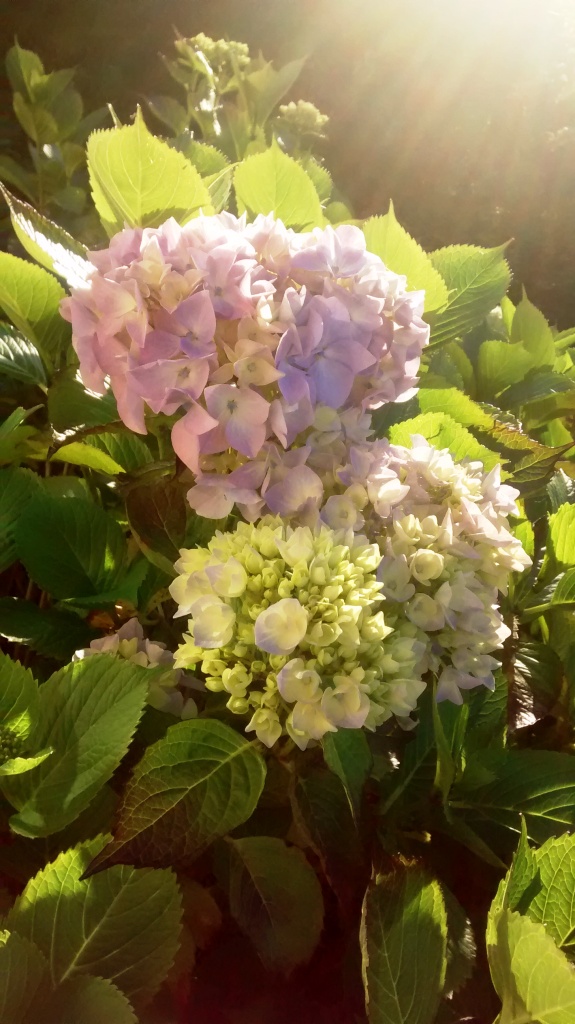 Hydrangea in sun rays.jpg