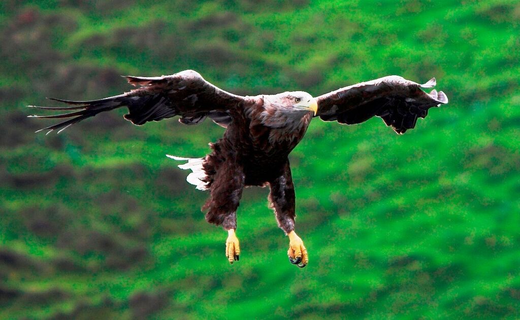 Sea Eagle