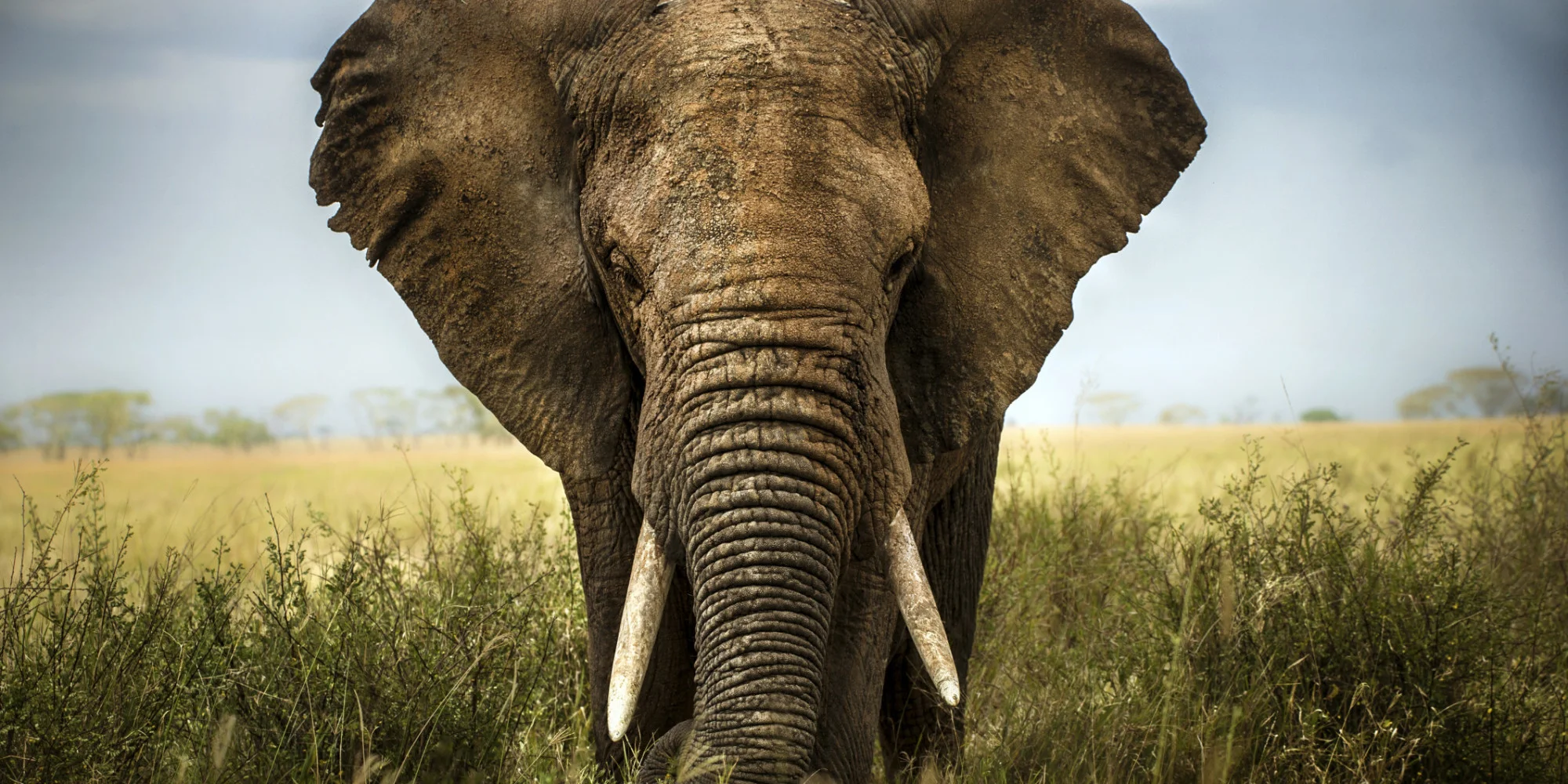 For those with Pachyderm dyslexia...An elephant.... They have big ears and good memories