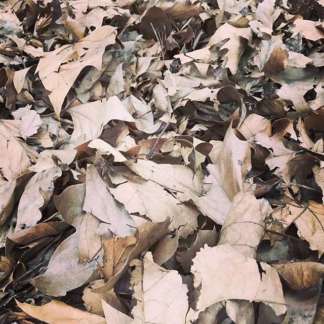 Fallen leaves 🍃🍁🍂