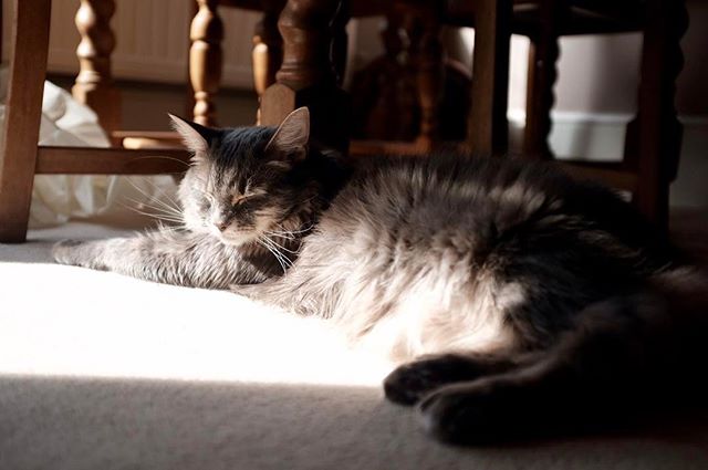 Cat caught in a sunbeam ☀️