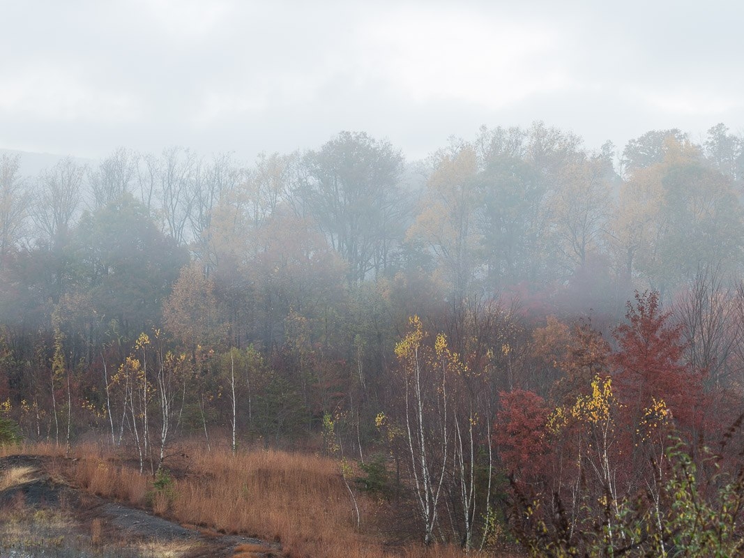 20151029 KG Last of the Fall Foliage 6.jpg