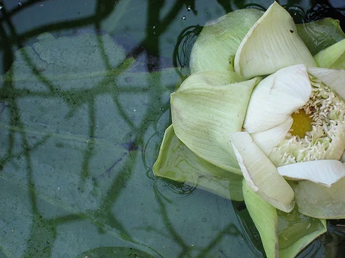 white lotus.jpg