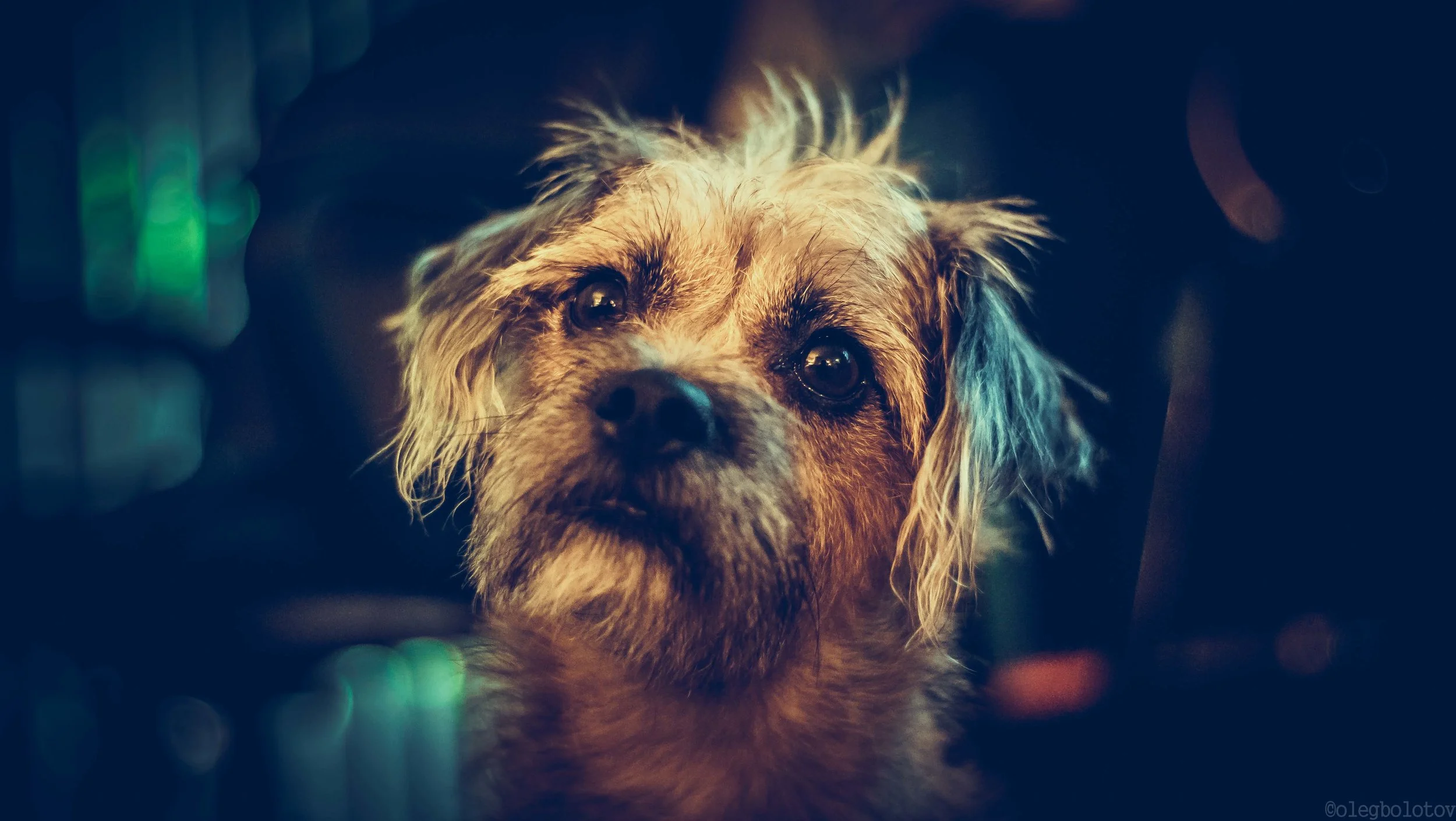 DogChili-1.jpg
