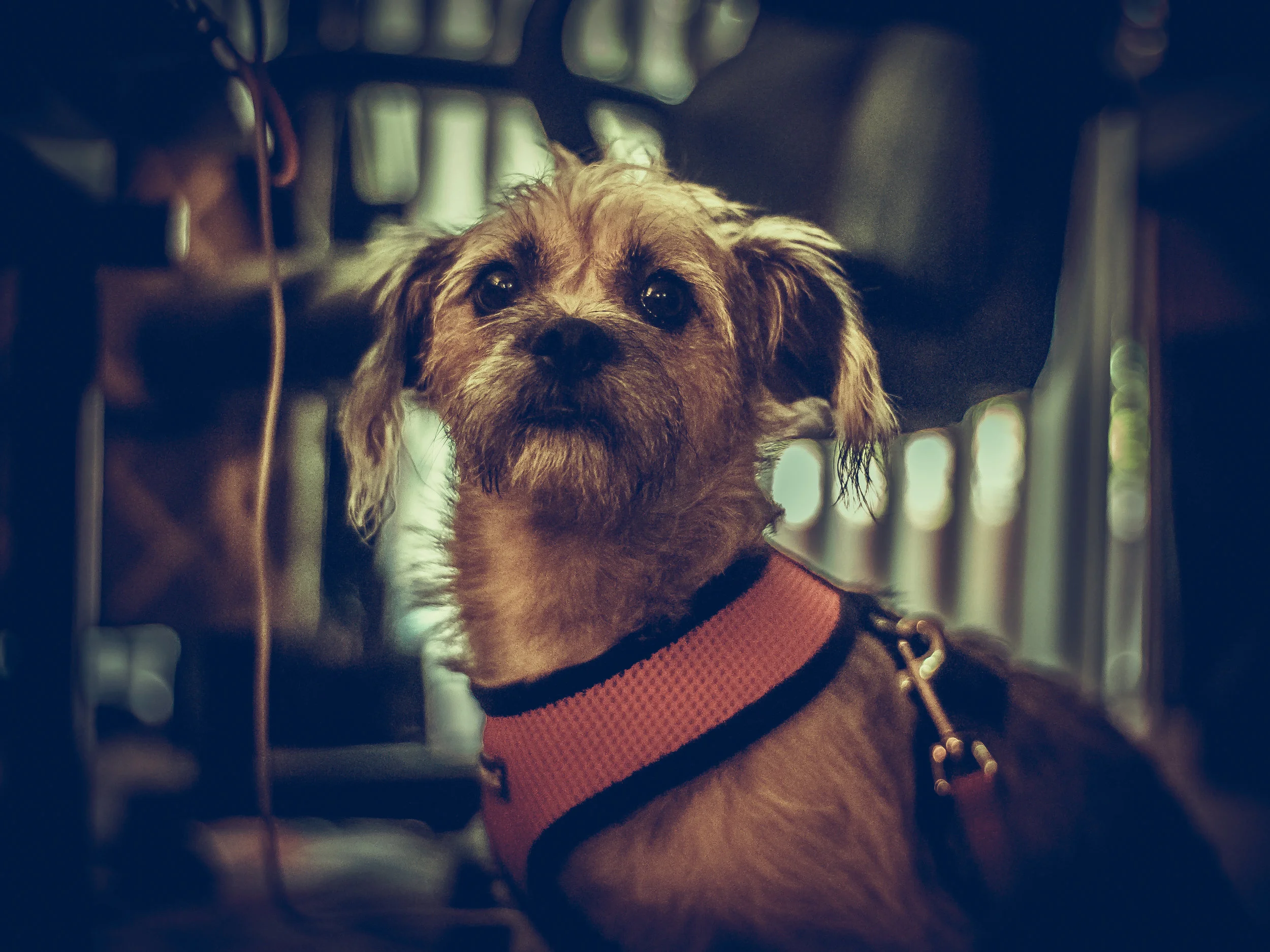 Dog-1.jpg