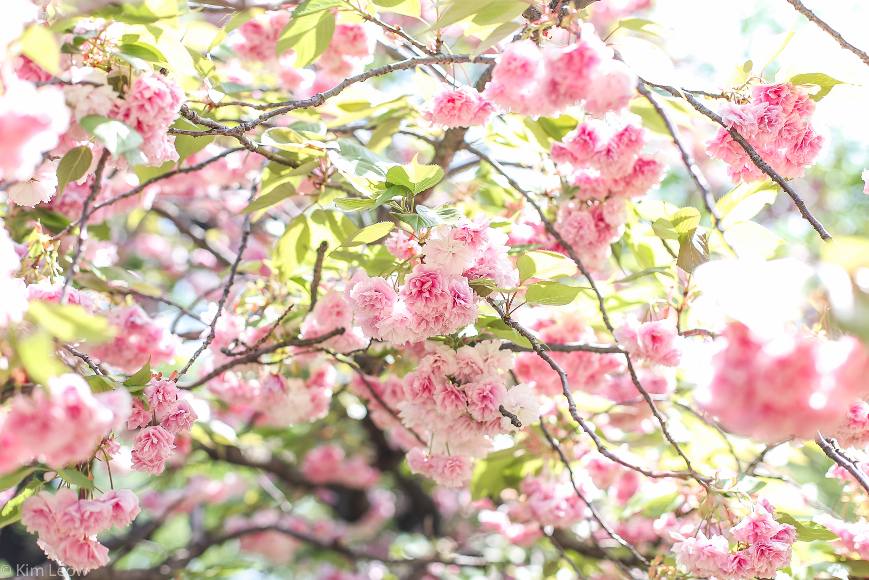 kimleow_cherryblossom_kyoto_travel-1.jpg